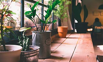 Kép — Írások: Így neveld a növényedet — Balkonon, szobában, nyaralás alatt